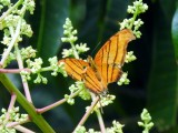 Ruddy Daggerwing (Marpesia petreus)