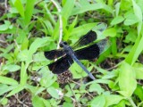 Black-winged Dragonlet (Erythrodiplax funerea)
