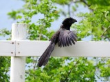 Groove-billed Ani sunbathing