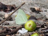 White Angled Sulphur (Anteos clorinde)