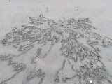 Crab Beach Art