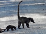 White-nosed Coati family