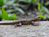 Rose-bellied Lizard (Sceloporus variabilis)