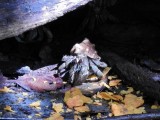 Ecuadorian Hermit Crab (Coenobita compressus)