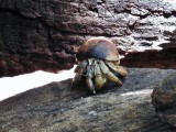 Ecuadorian Hermit Crab (Coenobita compressus)