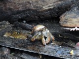 Ecuadorian Hermit Crab (Coenobita compressus)