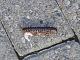 Millipede sp. crossing the path