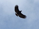 Common Black Hawk