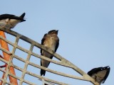 Gray-breasted Martin (juvenile)