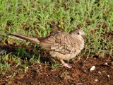 Inca Dove