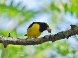 Scrub Euphonia (male)