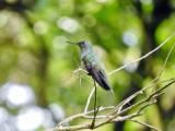 Scaly-breasted Hummingbird
