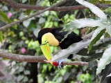 Keel-billed Toucan