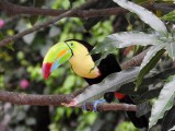 Keel-billed Toucan