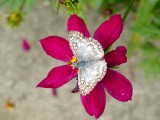 Orcus Checkered Skipper (Pyrgus orcus)