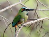 Turquoise-browed Motmot