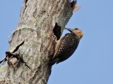 Hoffmans Woodpecker