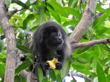 Mantled Howler Monkey