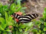 Zebra Heliconian (Heliconius charithonia)