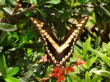Thoas Swallowtail (Papilio thoas)