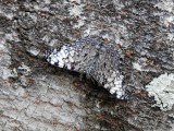 Guatemalan Cracker (Hamadryas guatemalena)