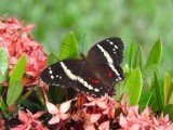 Banded Peacock (Anartia fatima)