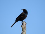 Common Grackle