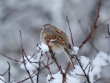 American Tree Sparrow