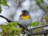 Northern Parula