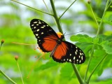 Hecale Longwing (Heliconius hecale)