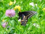 Black Swallowtail (<i>Papilio polyxenes</i>)