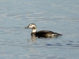 Long-tailed Duck