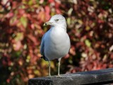 Ring-billed Gull