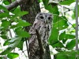 Eastern Screech Owl (Megascops asio)