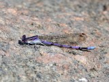 Violet Dancer (<i>Argia fumipennis violacea</i>)