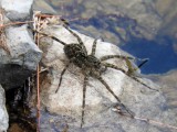 Dark Fishing Spider (Dolomedes tenebrosus)