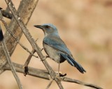 Woodhouses Scrub Jay