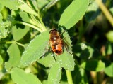 Drone Fly (Eristalis tenax)
