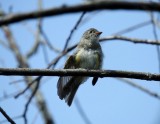 Least Flycatcher