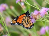 Monarch (<i>Danaus plexippus</i>)