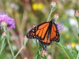 Monarch (<i>Danaus plexippus</i>)