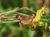 Crescent sp., possibly Pearl Crescent