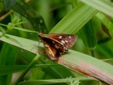 Broad-winged Skipper (Poanes viator)