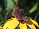 Wild Indigo Duskywing