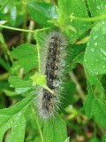 Salt Marsh Moth caterpillar<br><i>Estigmene acrea</i>