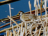 Sora