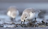 Drieteenstrandloper