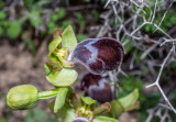 Ophrys omegaifera ssp. basilissa