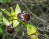 Ophrys omegaifera ssp. basilissa