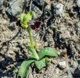 O. fusca ssp. Thriptiensis, only 10 cm tall